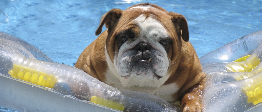 5 GIFS OF DOGS SWIMMING TO MAKE YOU HAPPY