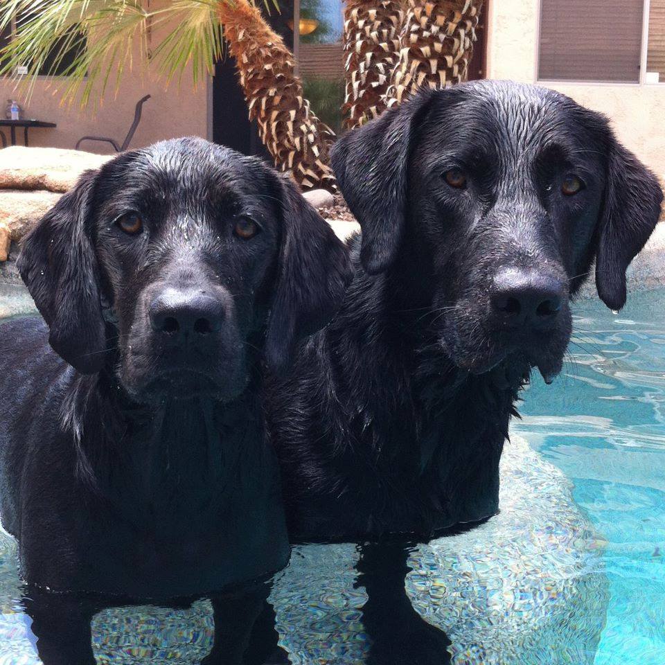 10 TIPS FOR HAVING A DOG-FRIENDLY POOL